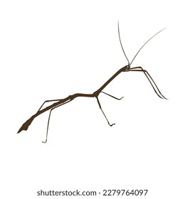 Stick insect vector design, png high quality image with transparent background