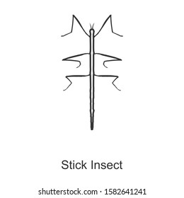 Stick insect vector icon.Line vector icon isolated on white background stick insect .