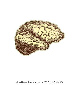 Sticker of human brain. Vintage anatomy engraving sketch organ isolated on white background. Good idea for design retro medicine poster in hand drawn style. Anatomical body part vector illustration.