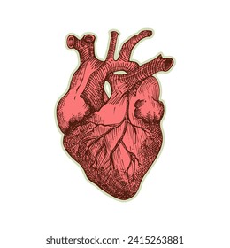 Sticker of human heart. Vintage anatomy engraving sketch organ isolated on white background. Good idea for design retro medicine poster in hand drawn style. Anatomical body part vector illustration.