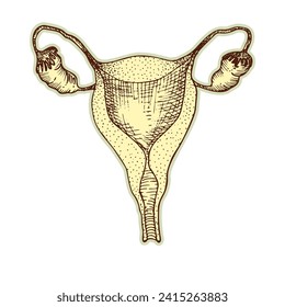 Sticker of human uterus. Vintage anatomy engraving sketch organ isolated on white background. Good idea for design retro medicine poster in hand drawn style. Anatomical body part vector illustration.