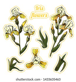 Sticker pack of  branches and leaves of yellow  iris flowers. Hand drawn ink and colored sketch. Collection of color objects isolated on white background.