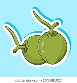 Sticker of Two green coconuts with stems vector Illustration Cartoon Design