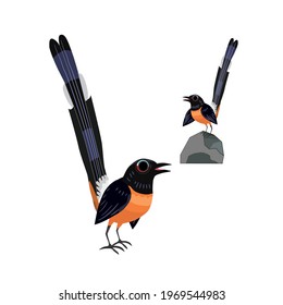 sticker of White-ramped shama bird
