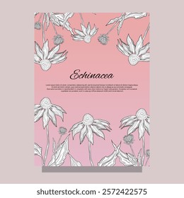 Stickers label echinacea herbal flower natural immunity treatment antibacterial in pharmacy