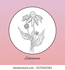 Stickers label echinacea herbal flower natural immunity treatment antibacterial in pharmacy