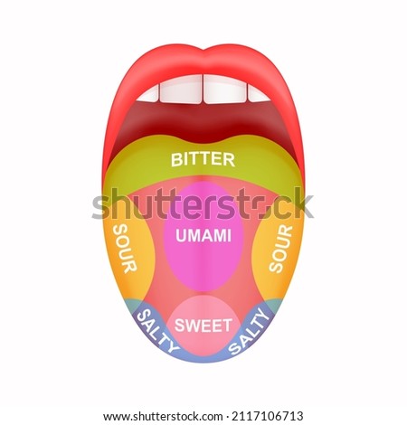 Sticking out tongue with map marked bitter, sour, salty, sweet and umami zones. Myth of human taste buds. Open human mouth isolated on white background. Vector cartoon illustration Stock photo © 