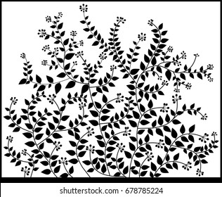 The Sticky branches of the flower bloom on white background.