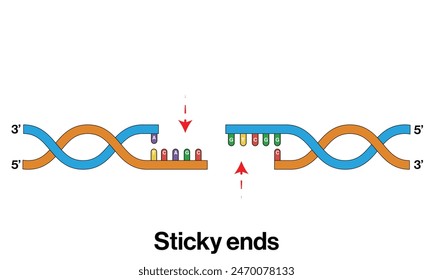 Sticky DNA End After Cleavage Illustrated on White Background.