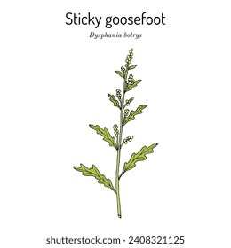 Sticky goosefoot (Dysphania or Chenopodium botrys ), medicinal and edible plant. Hand drawn botanical vector illustration