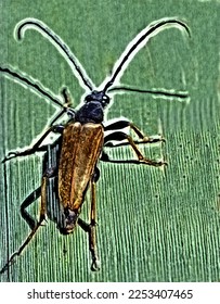 Stictoleptura rubra on a green leaf