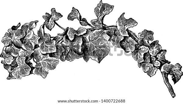 Stiffly Upright Ivy Forming Neat Bush のベクター画像素材 ロイヤリティフリー