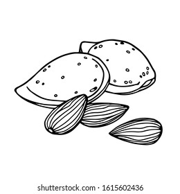 still life of almond  nuts & peeled kernels, element of decorative ornament or pattern, vector illustration with black contour lines isolated on white background in doodle and hand drawn style