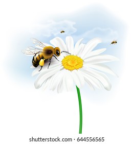 Still life with bees, daisy flower and sky with clouds on white background. Vector illustration.