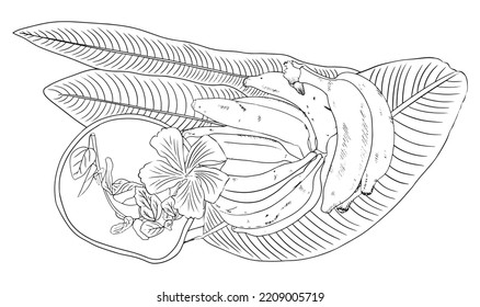 Stillleben Farbseite. Banana auf Blättern und Blume auf Pot. 