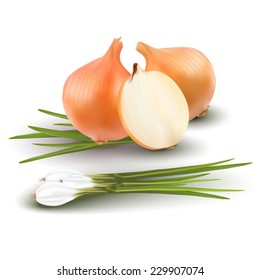 Still life with different types of onion on white background - vector illustration