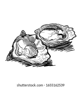 Still life drawing with a two opened oysters. Linear sketch isolated on white background. EPS10 vector illustration