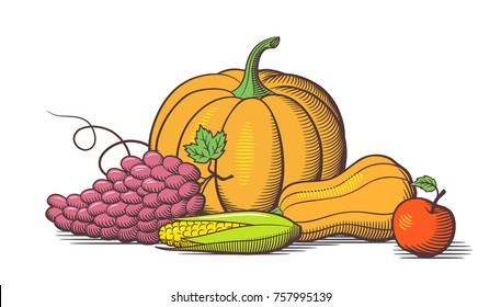 Still life and fresh ripe fruits  Pumpkin  butternut squash  corn  red grapes   apple  Stylized colored vector illustration