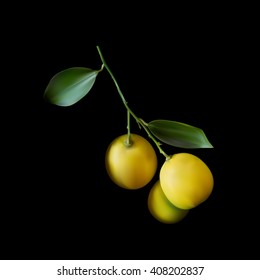 Still life on a black background in vintage antique style. Yellow lemons on the branch. 