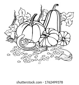 Still life with pumpkin, flower, pumpkin seeds. Hand drawing coloring book for children and adults. Autumn still life, coloring. Isolate on white. For textile, paper, poster, postcard, anti-stress.