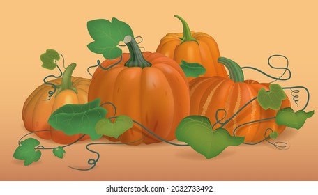 Still life of pumpkins, ripe vegetables, autumn harvest. Vector.