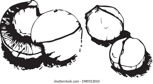 still life of Walnuts. Vector