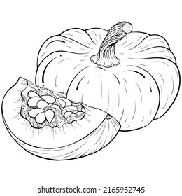 Still Life with whole and quarter of a pumpkin. Vector illustrations in hand drawn sketch doodle style. Line art botanical food isolated on white. Close up element for coloring book, design, print.