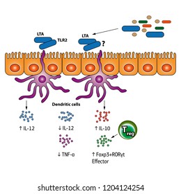 Stimulation Of The Regulatory T Cells Vector Medical Illustration