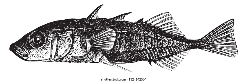 The sting, vintage engraved illustration. From Deutch Vogel Teaching in Zoology.
