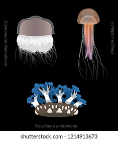 Stinger Jellyfish Set Pelagia Cartoon Vector Illustration