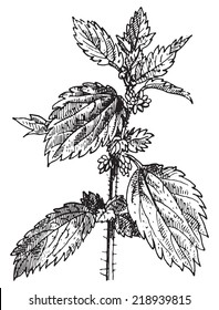 Stinging nettle or Nettle or common nettle or Urtica dioica, vintage engraved illustration. Dictionary of words and things - Larive and Fleury - 1895.