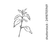 A stinging nettle drawn by hand and vectorised. A black and white weed, Line drawn plant with leaves.