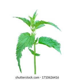 Stinging Nettle low poly. Medicinal plant. Vector illustration. Herbal Medicine and Aromatherapy Design. Nettle in triangulation technique.