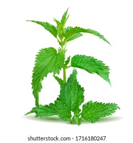 Stinging Nettle low poly. Medicinal plant. Vector illustration. Herbal Medicine and Aromatherapy Design. Nettle in triangulation technique.