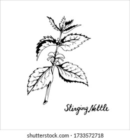 Stinging Nettle, medical herbs. Hand drawn doodle style. Single element, simple sketch. Stock vector black outline illustration, isolated on white background.