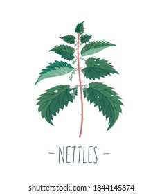 Stinging Nettle. Plant. Botany. Vector Illustration In Flat Style.