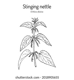 Stinging nettle, Urtica dioica, medicinal plant. Hand drawn botanical vector illustration