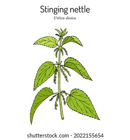 Stinging nettle, Urtica dioica, medicinal plant. Hand drawn botanical vector illustration