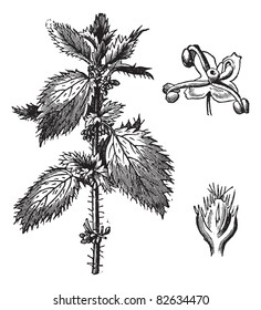 Stinging nettle or Urtica urens, with the staminate flowers and pistillate flowers, vintage engraved illustration. Trousset encyclopedia (1886 - 1891).