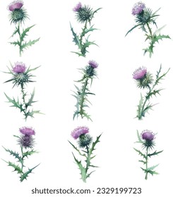 Stinging thistle.Watercolor thistle flowers set. Hand drawn illustration isolated on white background