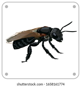 stingless bee vector graphic design.