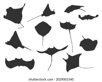 Stingray black shadow on the white background.