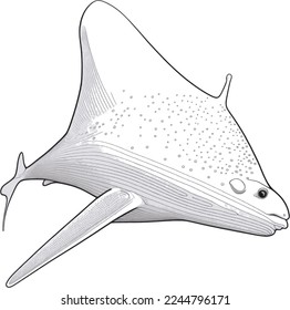 
Stingray black and white vector