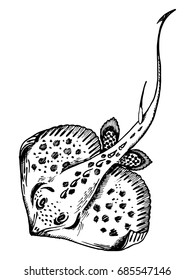 Stingray fish engraving vector illustration. Scratch board style imitation. Hand drawn image.