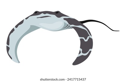 Stingray fish. Sea animal floating underwater. Cute cartoon stingray. Adorable sea creature isolated on white background. Wildlife, nature concept. Vector illustration of manta ray