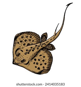 Stingray fish sketch hand drawn color engraving vector illustration. Scratch board style imitation. Hand drawn image.