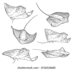 Stingray Fish Sketch Icons, Sting Ray Or Manta Underwater Ocean Creature. Vector Isolated Stingray Species Black And White Engraving, Oceanarium And Marine Wildlife Symbol