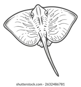 Stingray Illustration: Detailed Outline Drawing