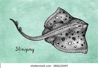 Stingray. Ink sketch of seafood. Hand drawn vector illustration on old paper background. Retro style.
