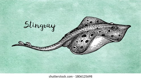 Stingray. Ink sketch of seafood. Hand drawn vector illustration on old paper background. Retro style.